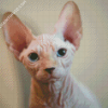 Aesthetic Hairless Cat Diamond Paintings