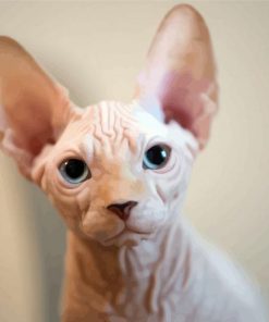 Aesthetic Hairless Cat Diamond Paintings