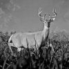 Black And White Deer Antlers Diamond Paintings