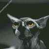 Black And White Hairless Cat Diamond Paintings