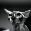 Black And White Hairless Cat Diamond Paintings