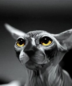 Black And White Hairless Cat Diamond Paintings