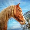 Brown Cob Horse Head Diamond Paintings