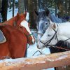 Cob Horses Animals Diamond Paintings