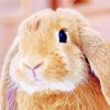 Cute Brown Female Bunny Diamond Paintings