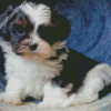 Cute Shih Tzu Black And White Diamond Paintings