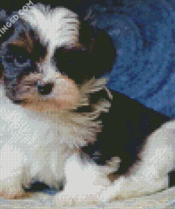 Cute Shih Tzu Black And White Diamond Paintings