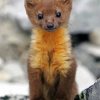 Marten Animal Art Diamond Paintings