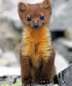 Marten Animal Art Diamond Paintings