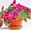 Pretty African Violets Diamond Paintings