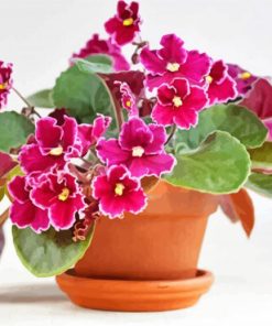 Pretty African Violets Diamond Paintings