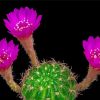 Pink Flowers Blooming Cactus Diamond Paintings