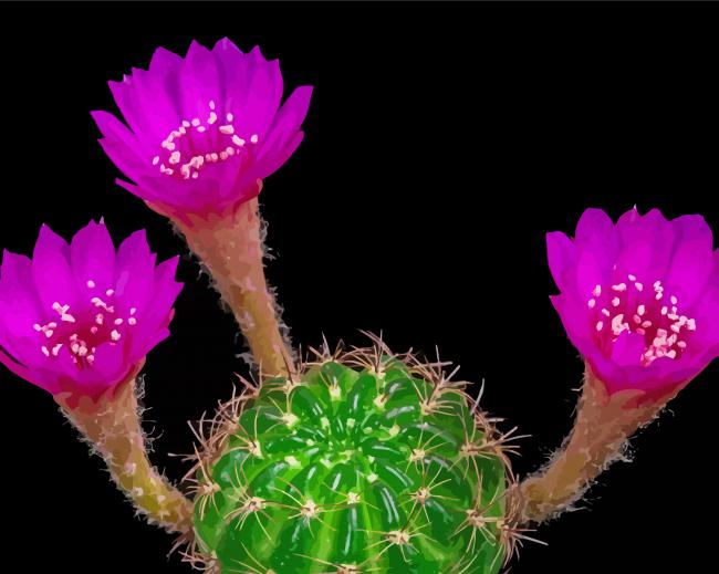 Pink Flowers Blooming Cactus Diamond Paintings