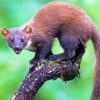 Wild Marten Animal Diamond Paintings