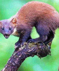 Wild Marten Animal Diamond Paintings