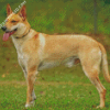 Carolina Dog Diamond Paintings