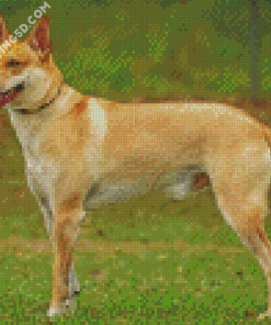 Carolina Dog Diamond Paintings