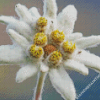 Edelweiss Diamond Paintings