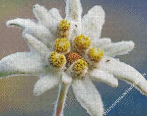 Edelweiss Diamond Paintings