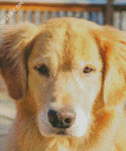 Golden Shepherd Diamond Paintings