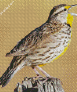 Meadowlarks Diamond Paintings