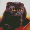 Black Fold Ear Cat Diamond Paintings