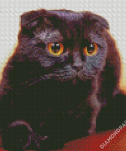 Black Fold Ear Cat Diamond Paintings