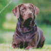 Chocolate Labrador Diamond Paintings