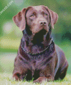 Chocolate Labrador Diamond Paintings