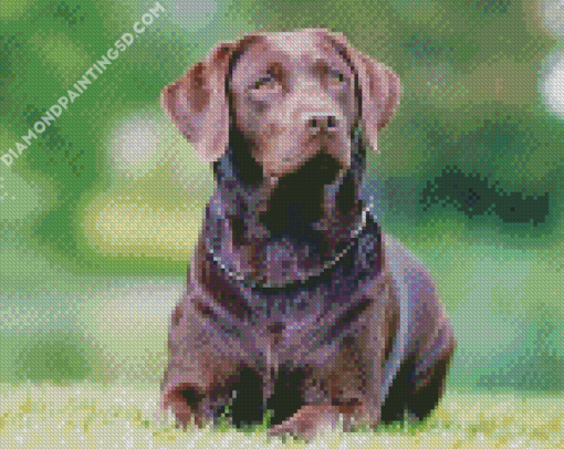 Chocolate Labrador Diamond Paintings