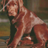 Chocolate Labrador Dog Diamond Paintings