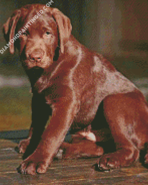 Chocolate Labrador Dog Diamond Paintings