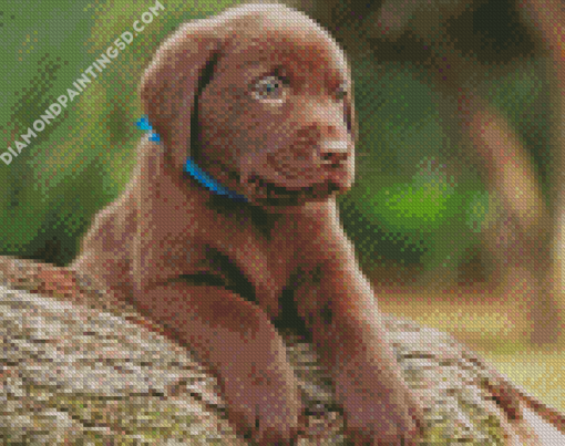 Chocolate Labrador Puppy Diamond Paintings