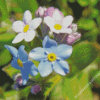 Forget Me Not Flowers Diamond Paintings