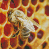 Honeycomb Bee Diamond Paintings