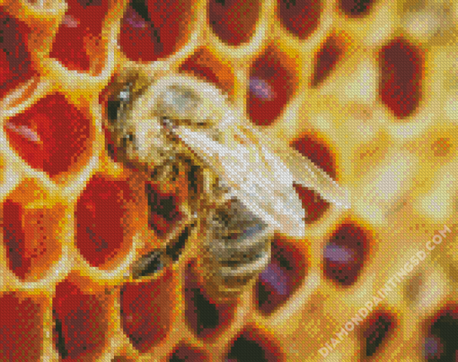 Honeycomb Bee Diamond Paintings