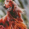 Irish Setter Dog Diamond Paintings