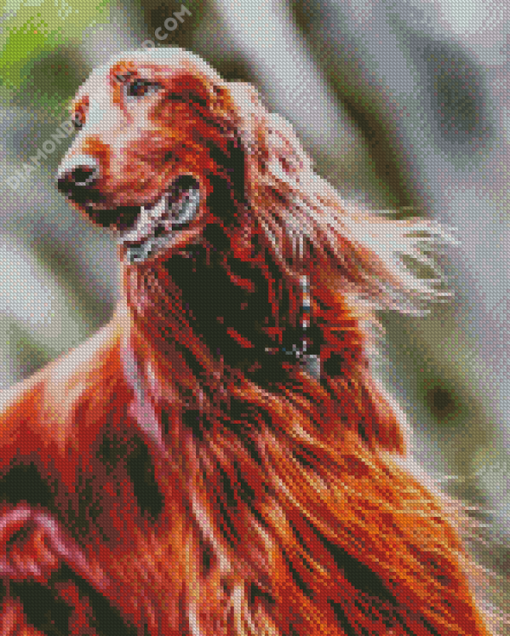 Irish Setter Dog Diamond Paintings