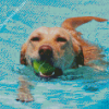 Dog Playing In Pool Diamond Paintings