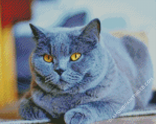 Cute Fluffy Grey Cat Diamond Paintings