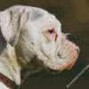 White Boxer Side Face Diamond Paintings