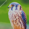 Beautiful Kestrel Bird Diamond Paintings