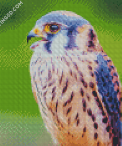 Beautiful Kestrel Bird Diamond Paintings