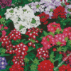 Beautiful Colorful Verbena Flowers Diamond Paintings