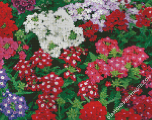 Beautiful Colorful Verbena Flowers Diamond Paintings