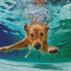 Beige Dogs In Pool Diamond Paintings