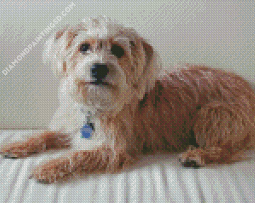 Brown Yorkiepoo Dog Diamond Paintings