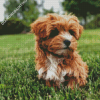 Brown Yorkiepoo In A Garden Diamond Paintings