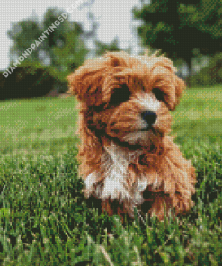 Brown Yorkiepoo In A Garden Diamond Paintings