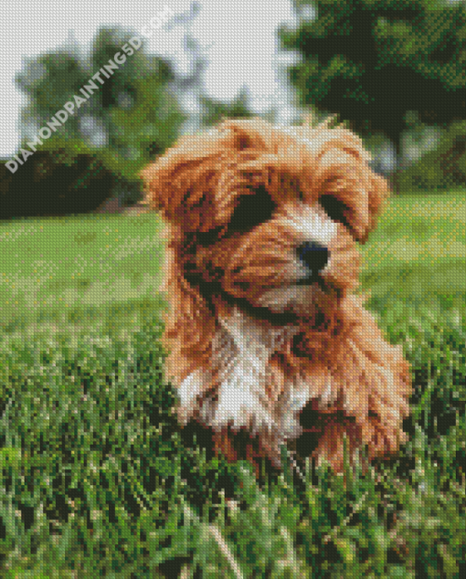 Brown Yorkiepoo In A Garden Diamond Paintings